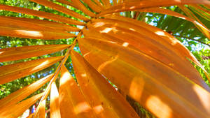 Som Photo 1