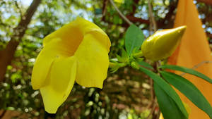 Lueang Photo 1