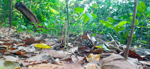 Ground Photography No.6