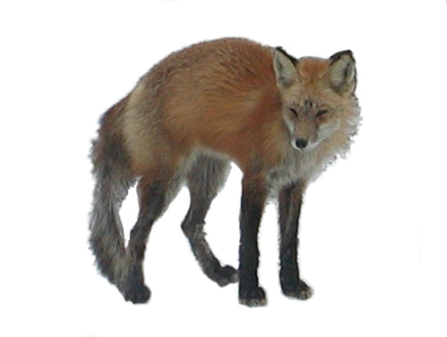 Red Fox Stock