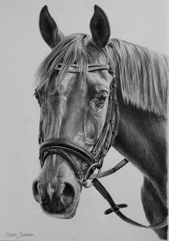 Arabian horse in graphite