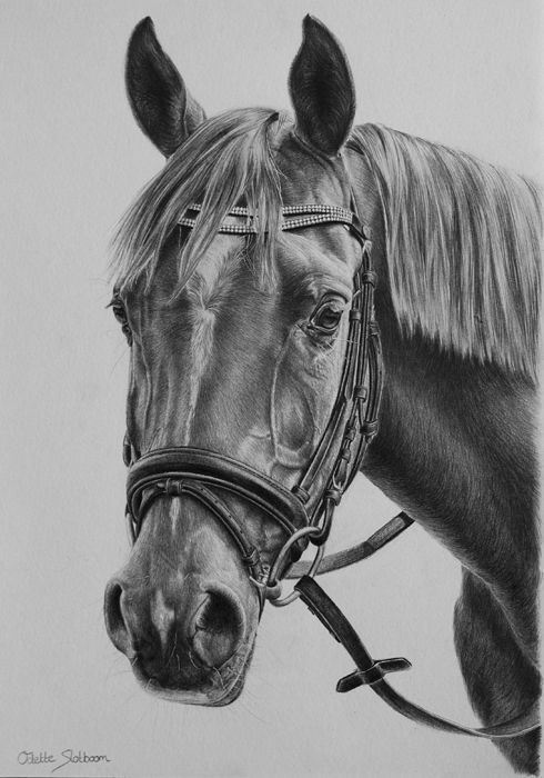 Arabian horse in graphite