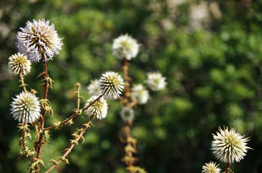 Self-growing Thorny Balls