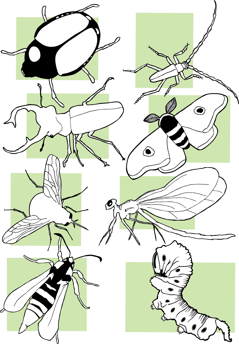 Insects