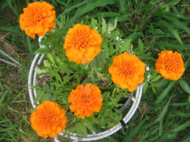 Marigolds