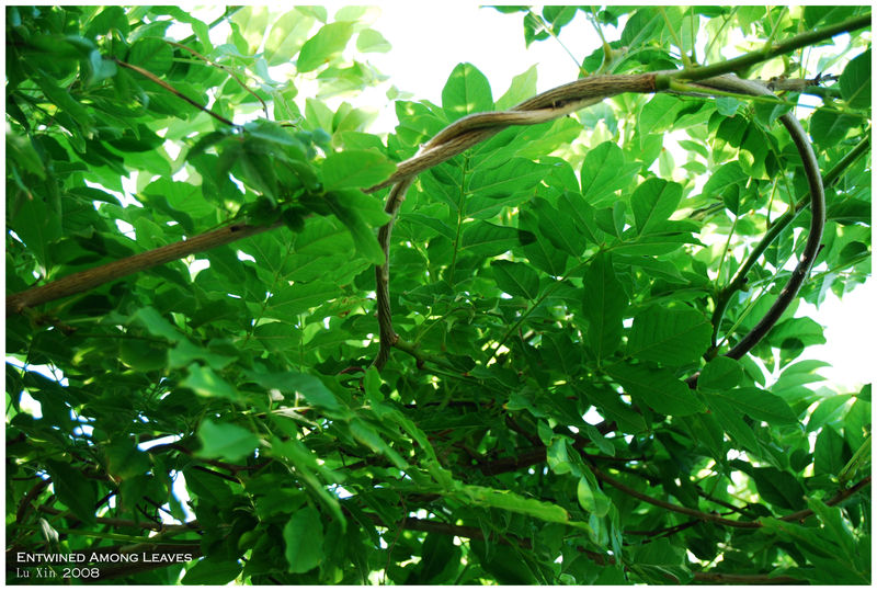 Entwined Among Leaves