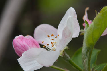 crab apple tree flower 3