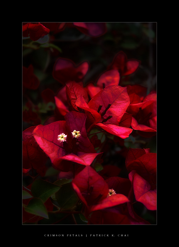 Crimson Petals