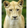 female white lion