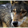 wolf