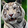 white tiger765