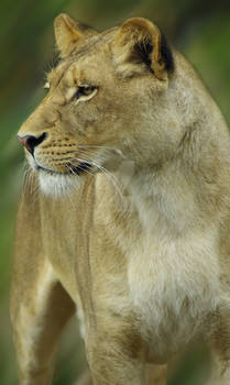 noble lioness