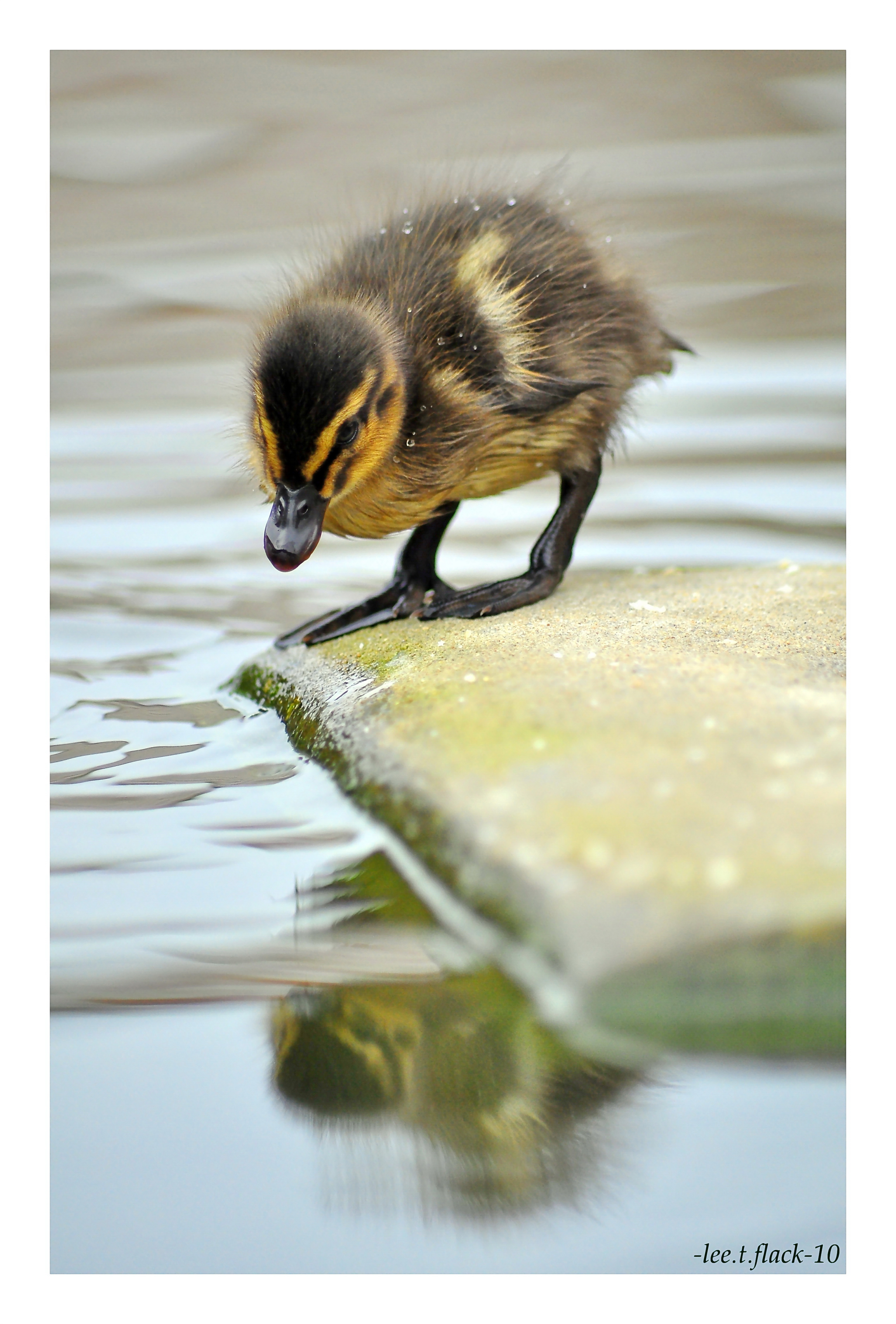 duckling reflection