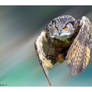 eagle owl