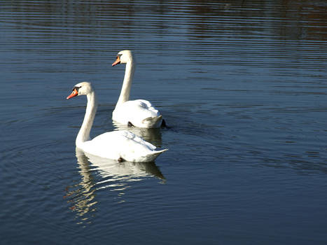 Swans surfing on water