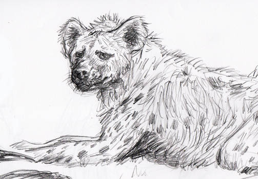 Hyena Practice Sketch