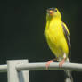 Goldfinch 15