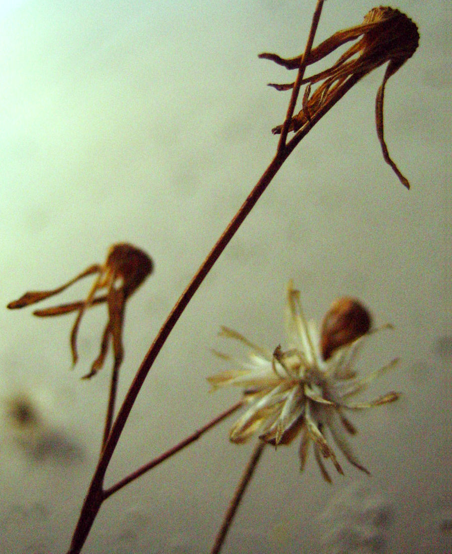 dried weeds.