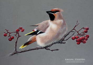 Bohemian Waxwing