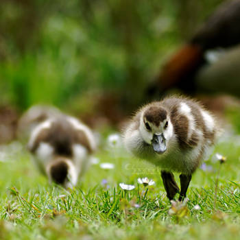 Quack, quack! by OliviaMichalski