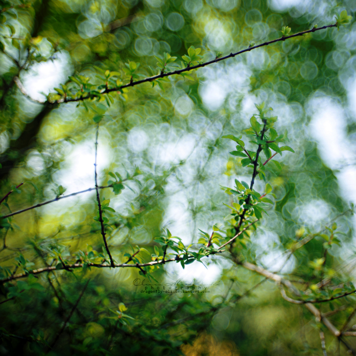 The world of Bokeh.