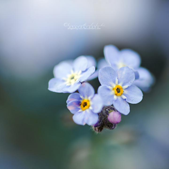 Forget me not.