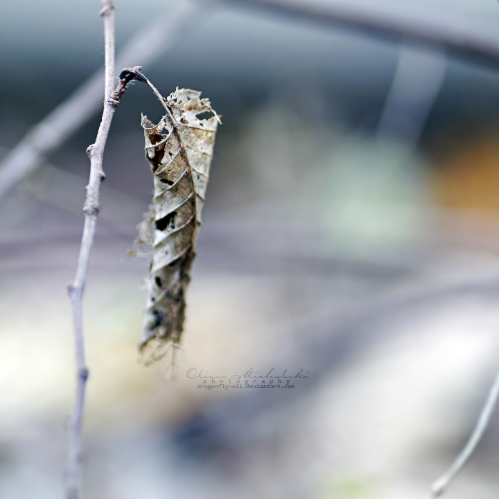 The Lonely Leaf.