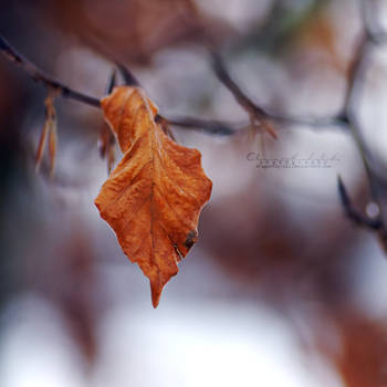 The Lonely Leaf.