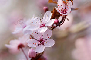 Cherry Blossom Spring. by OliviaMichalski