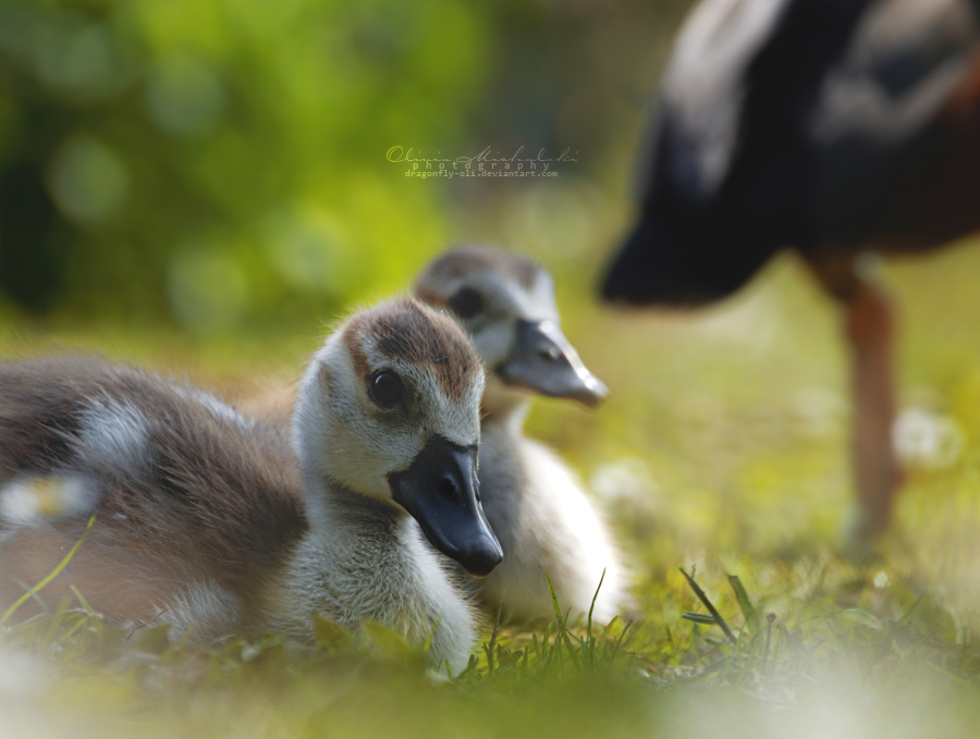 Little Goslings.