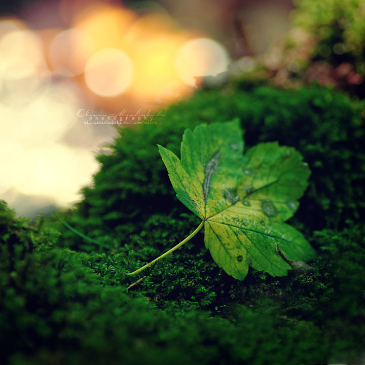 Love in the Autumn forest. by OliviaMichalski