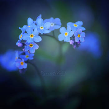 Forget-me-not.