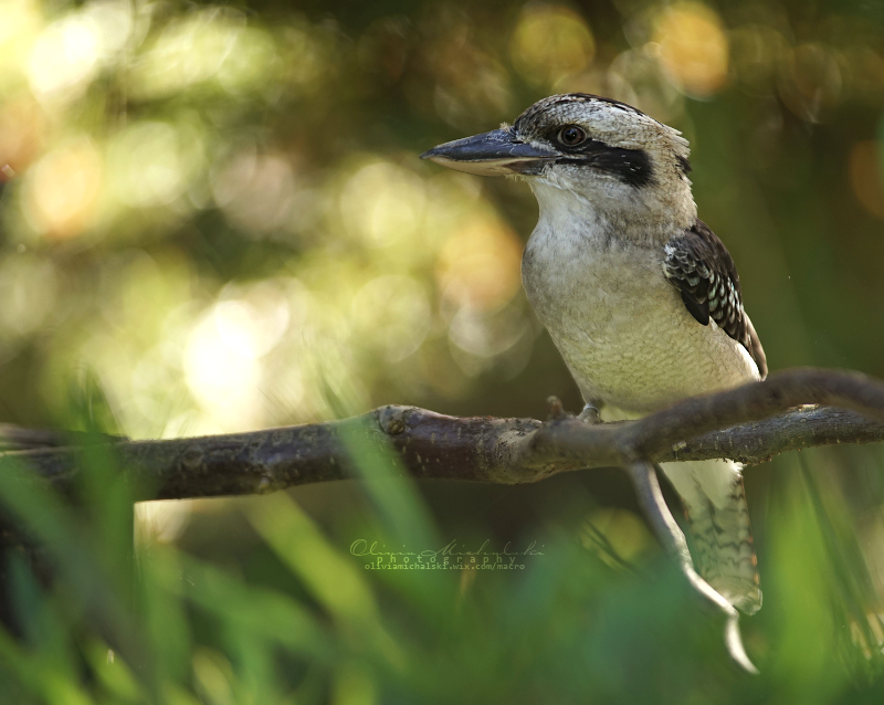 Dacelo noveguineae - The Laughing Kookaburra