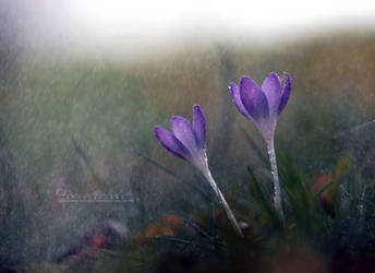 Spring Rain. by OliviaMichalski