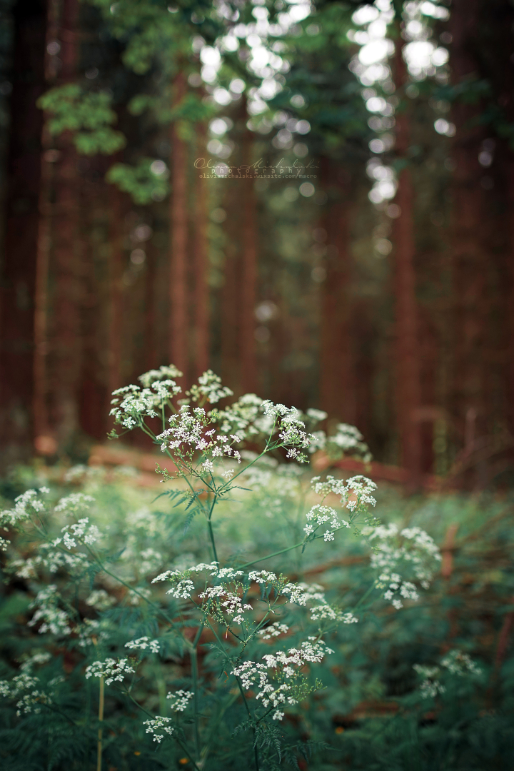 Melody of the Forest.