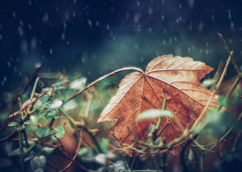 When Autumn meets Winter. by OliviaMichalski
