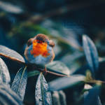 Red Breast. by OliviaMichalski