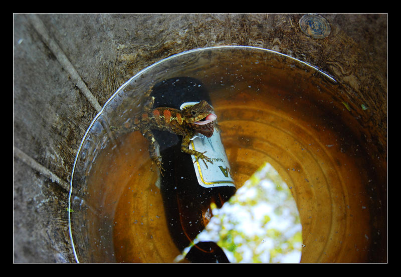 Thailand | Lizzard