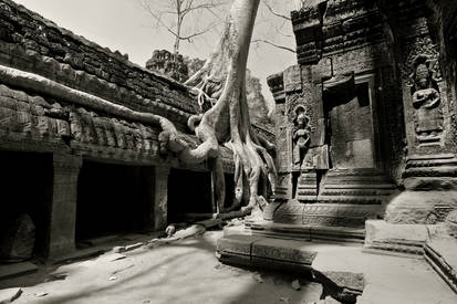 Cambodia - Ta Prohm