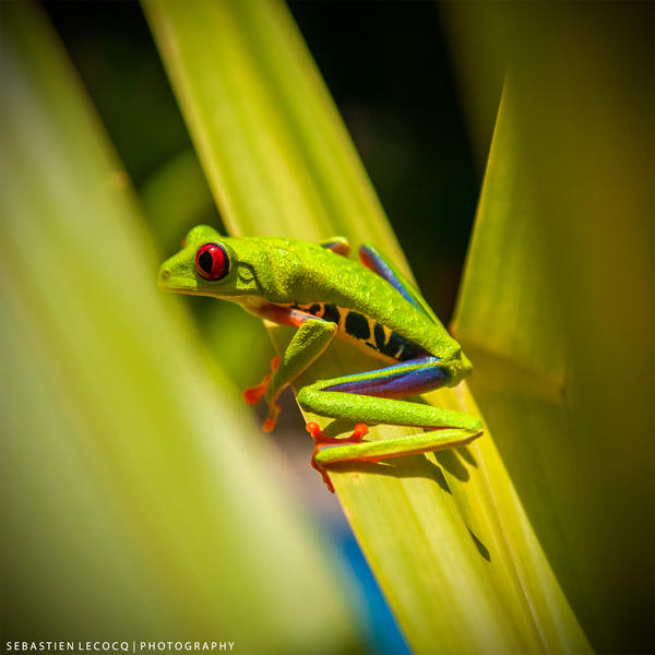 Costa Rica | Red Eyed Tree Frog by slecocqphotography Costa Rica | Red Eyed Tree Frog by slecocqphotography