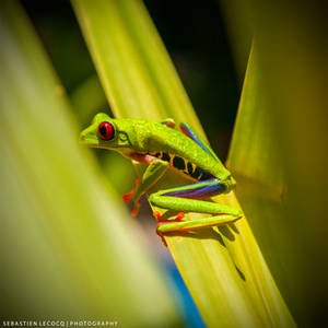 Costa Rica | Red Eyed Tree Frog by slecocqphotography Costa Rica | Red Eyed Tree Frog by slecocqphotography