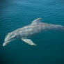 Panama - Bottlenose Dolphin