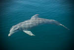 Panama - Bottlenose Dolphin by slecocqphotography