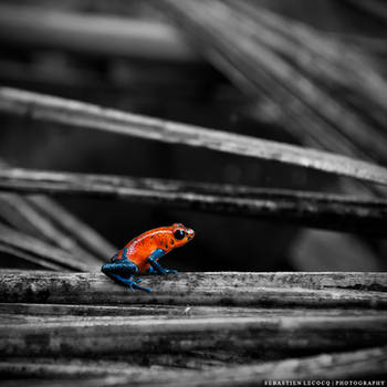 Costa Rica | Blue Jeans Dart Frog by slecocqphotography