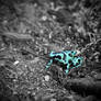 Costa Rica - Mint Dart Frog