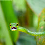 Costa Rica | Green Vine Snake
