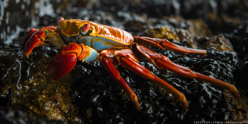 Galapagos Colours by slecocqphotography