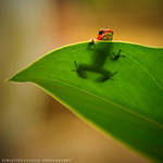 Panama | Frog in hiding