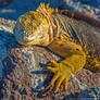 Galapagos Land Iguana