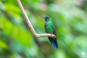 Green Crowned Brilliant Hummingbird - Ecuador